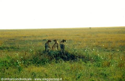 Three cheetahs perched on a termite mound in grassy savanna