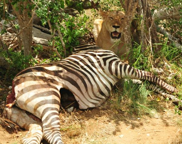 Lioness beside a zebra carcass under trees