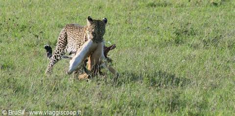 leopard with prey