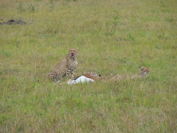 mother cheetah with cubs and the prey