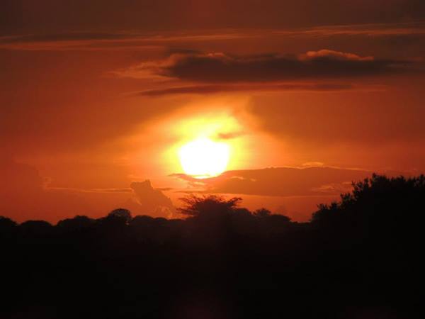 sunset in the savannah