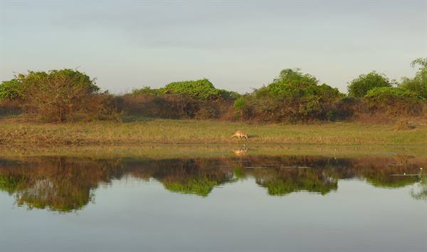 Kangaroo in Kakadu!