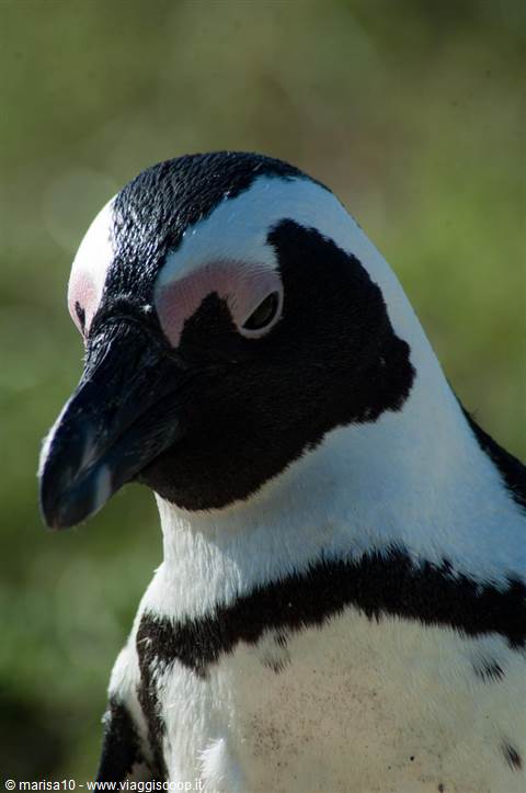 PENGUINS IN CAPE TOWN