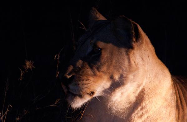 LIONESS