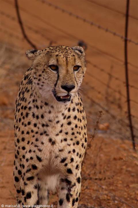 CHEETAH