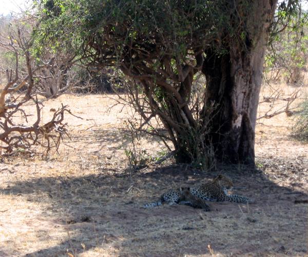 A leopard rests in the shade of a large tree in the dry savanna