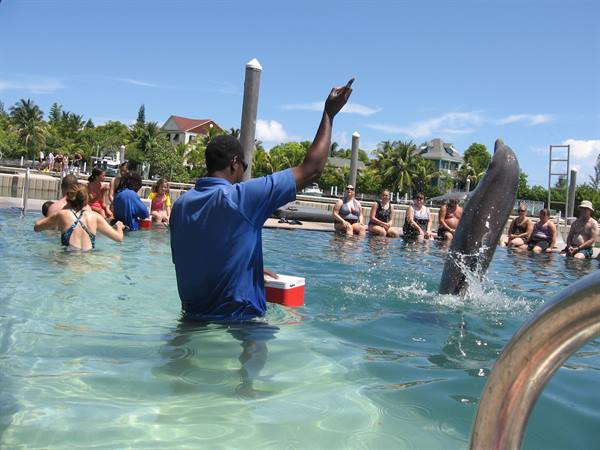 SWIM WITH DOLPHINS