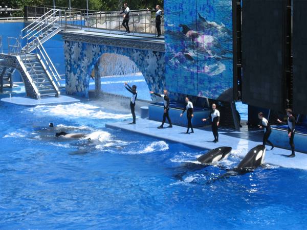 ORLANDO THE ORCAS