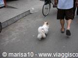 Small white dog with raised tail walks down the street beside a man