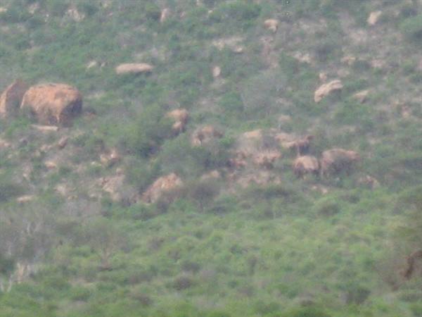 Large boulders scattered among green bushes on a hillside slope