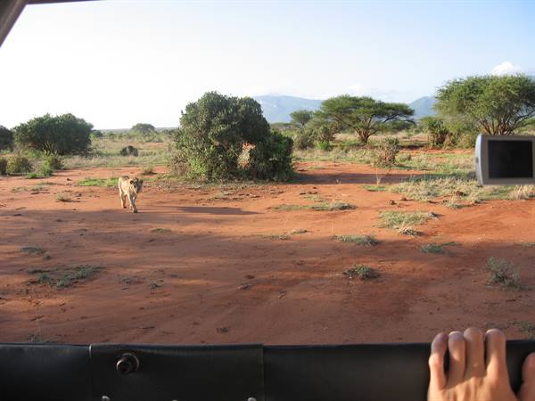 Lioness walking on red dirt among acacia trees, seen from safari jeep