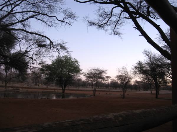 Bare trees and a waterhole on red savanna ground at dusk
