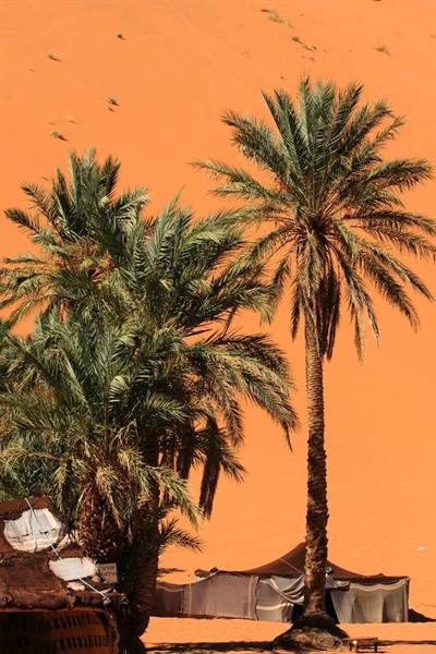 Palm trees against an orange dune, Bedouin tent in the Sahara desert