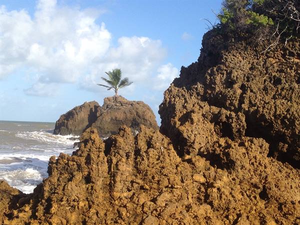 Red rocks frothed with foam, a lone palm on a crag, waves under blue sky