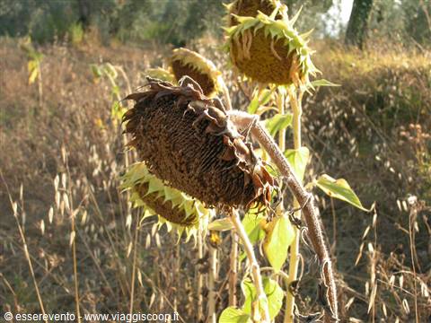 Withered sunflowers bending over a golden field of dry grass