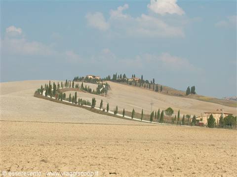 A cypress-lined road winds up to farmhouses on Val d'Orcia hills