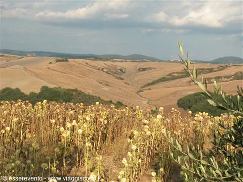  Dried sunflowers in foreground, plowed hills and olive branch under cloudy sky