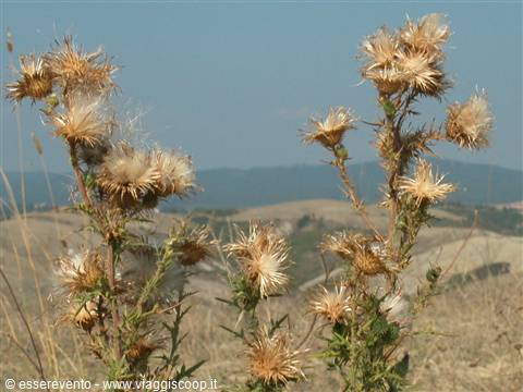 Dried thistles with drifting seeds against dry hills and blue sky
