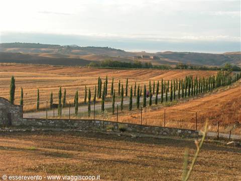 Cypress rows lining a white road among plowed fields in Val d'Orcia