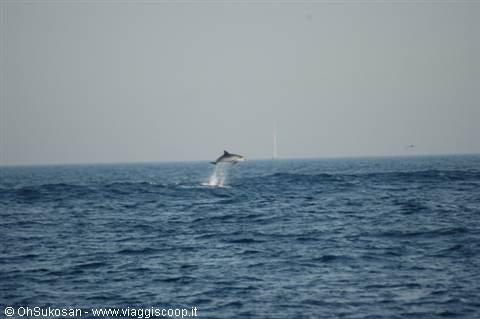 A dolphin leaps out of the open sea water