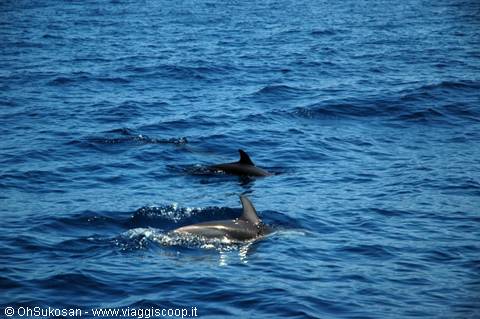 Dolphins swimming in open sea, fins cutting the blue water