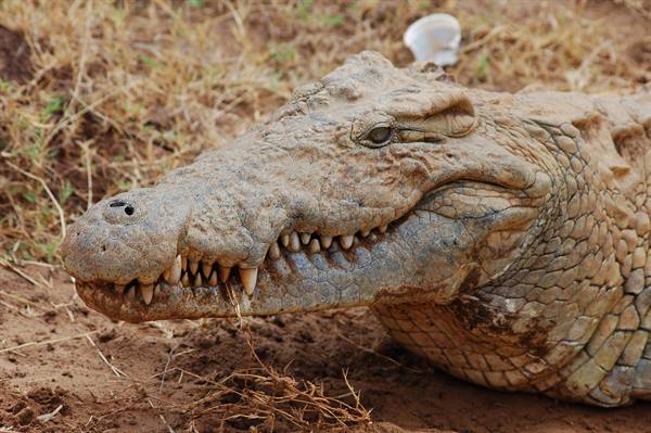 Crocodile - Tsavo East