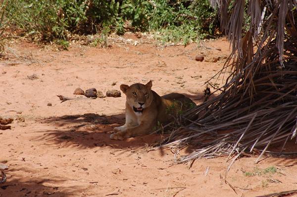 Lioness - Tsavo East