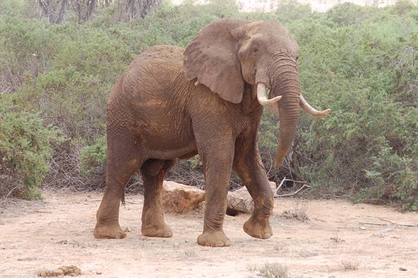 Elephant - Amboseli