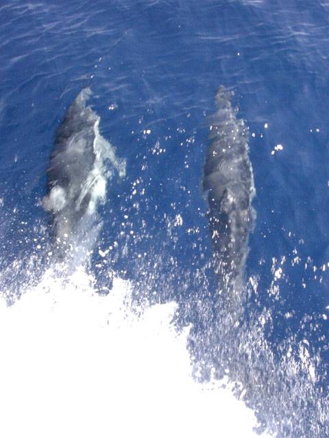 Dolphins - Alonissos