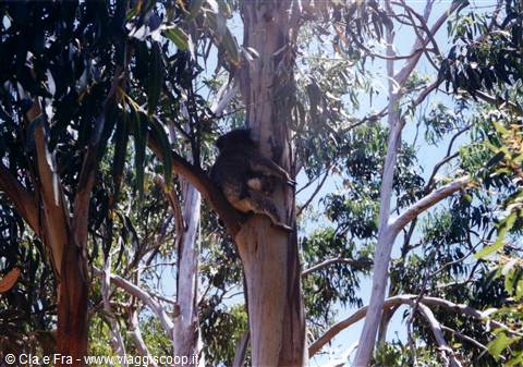 koala