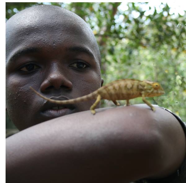chameleon