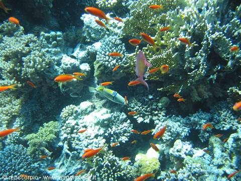 Orange fish swim over colorful corals in filtered sunlight underwater