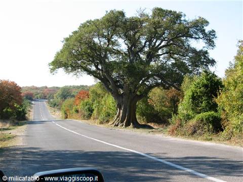 oldest tree on the island
