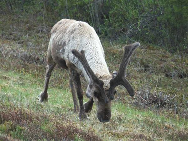 Reindeer