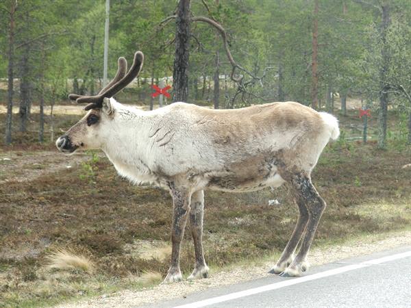 Reindeer and road signs