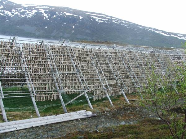 Fish drying