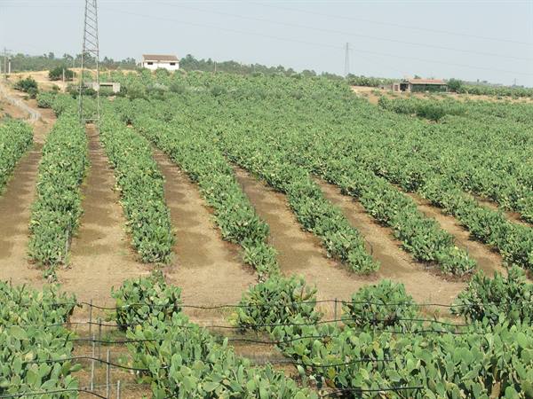 Rows of prickly pears ?
