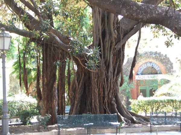 Moreton Bay fig