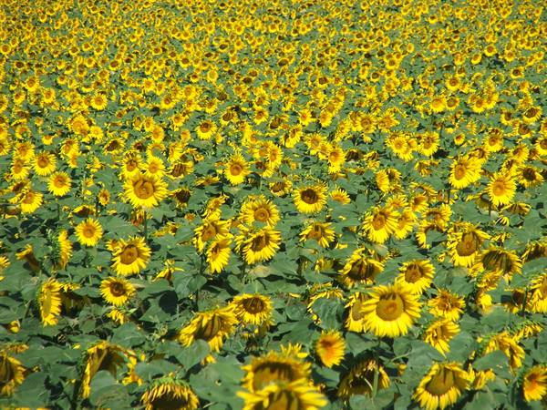 ..and how many yellows?.........