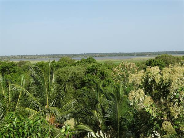 Jungle