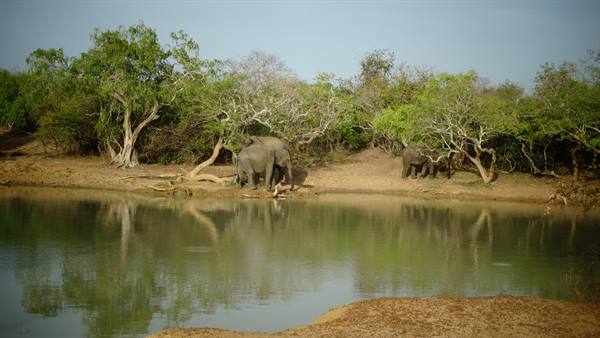 Safari in Yala