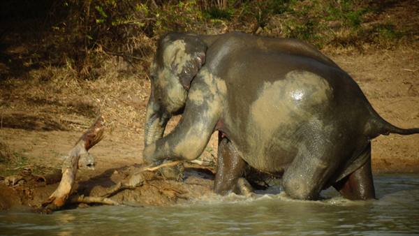 Safari in Yala