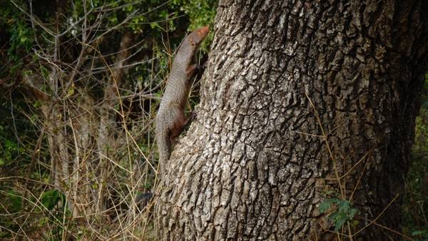 Safari in Yala