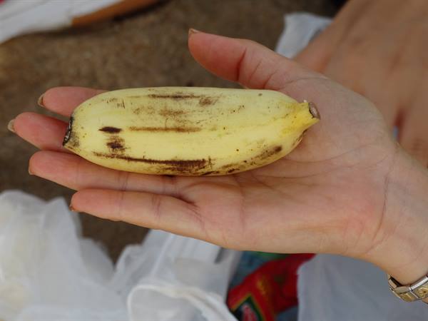 Fruit