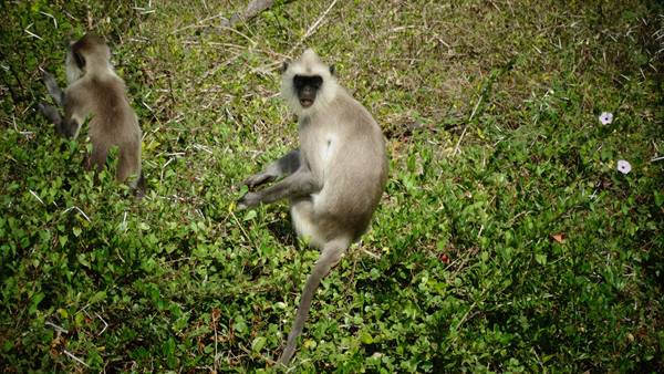 Safari in Yala