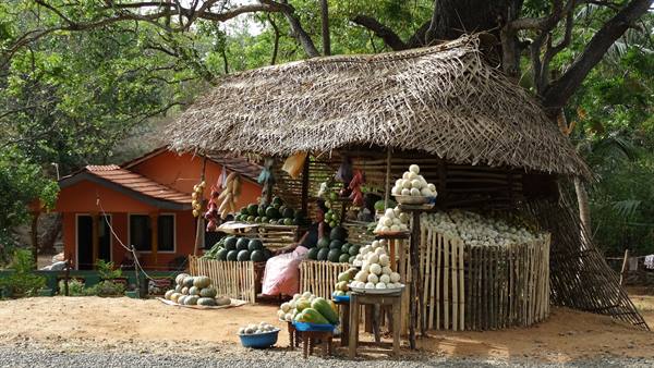Fruit
