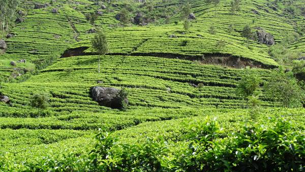 Tea plantations