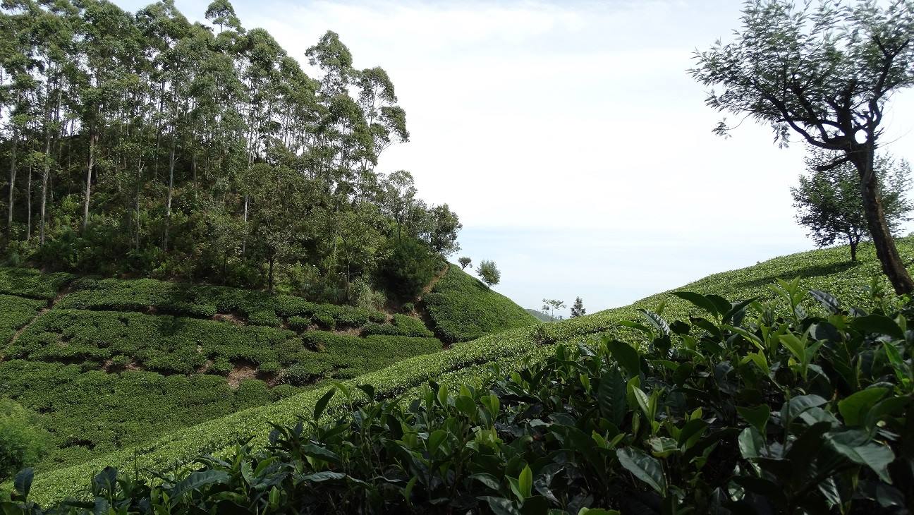 Tea plantations