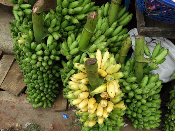Fruit