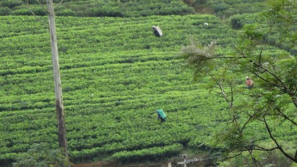 At work in the plantations.